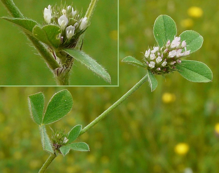 Trifolium scabrum