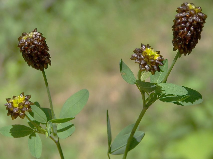 Trifolium spadiceum