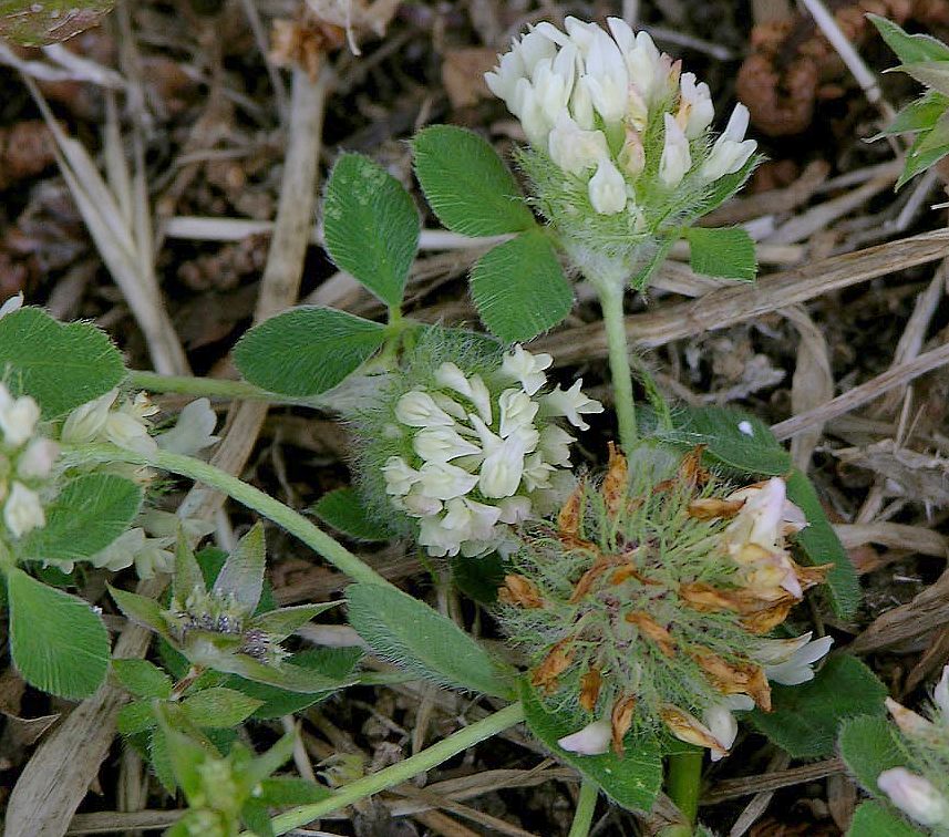 Trifolium striatum