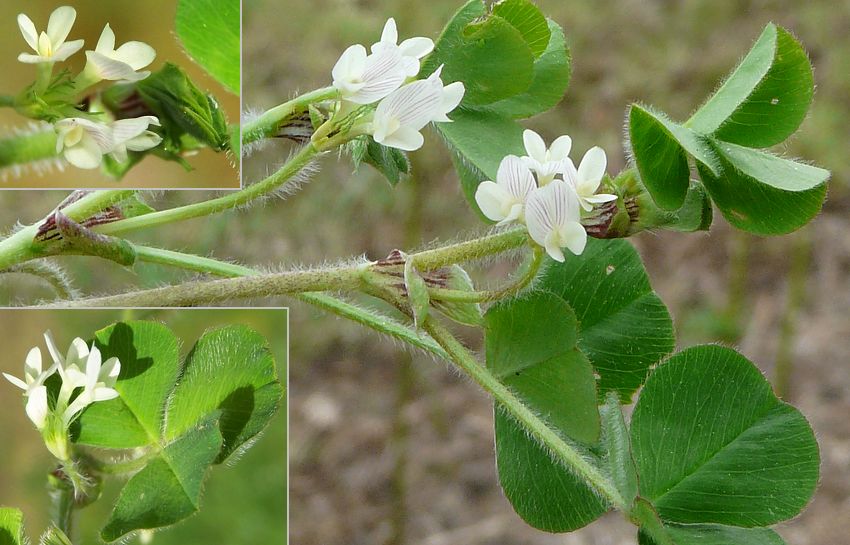 Trifolium subterraneum