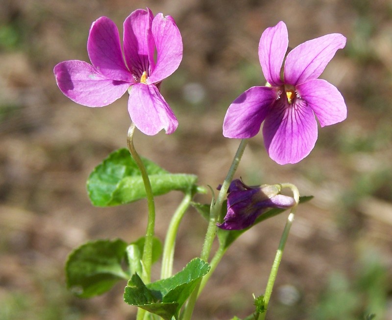 VIOLETTE-VERONIQUE