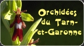 Orchidées du Tarn et Garonne