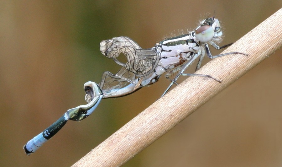 Agrion jouvencelle ( Coenagrion puella )