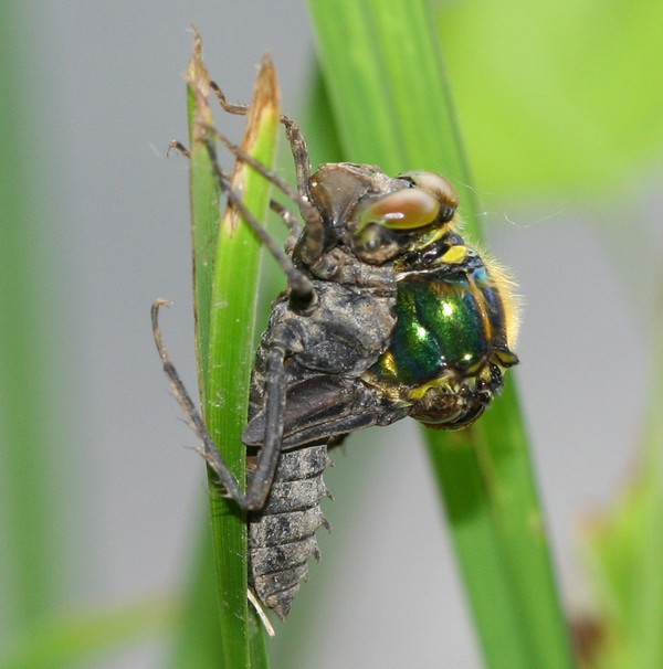 Cordulie mtallique ( Somatochlora metallica )