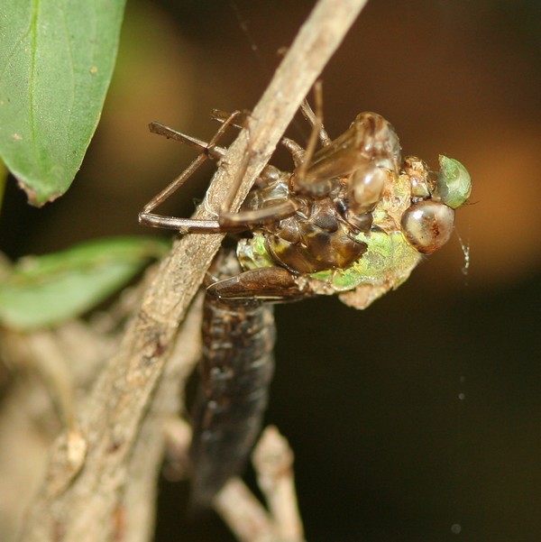 Anax empereur ( Anax imperator )