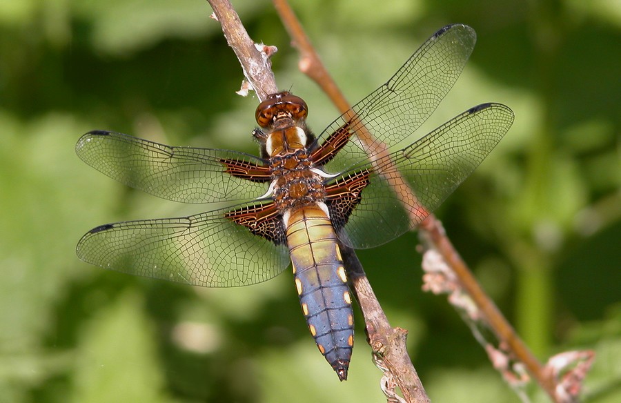 Libellule dprime ( Libellula depressa