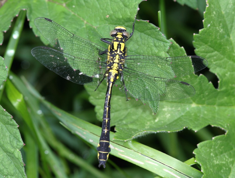 Gomphe vulgaire ( Gomphus vulgatissimus )