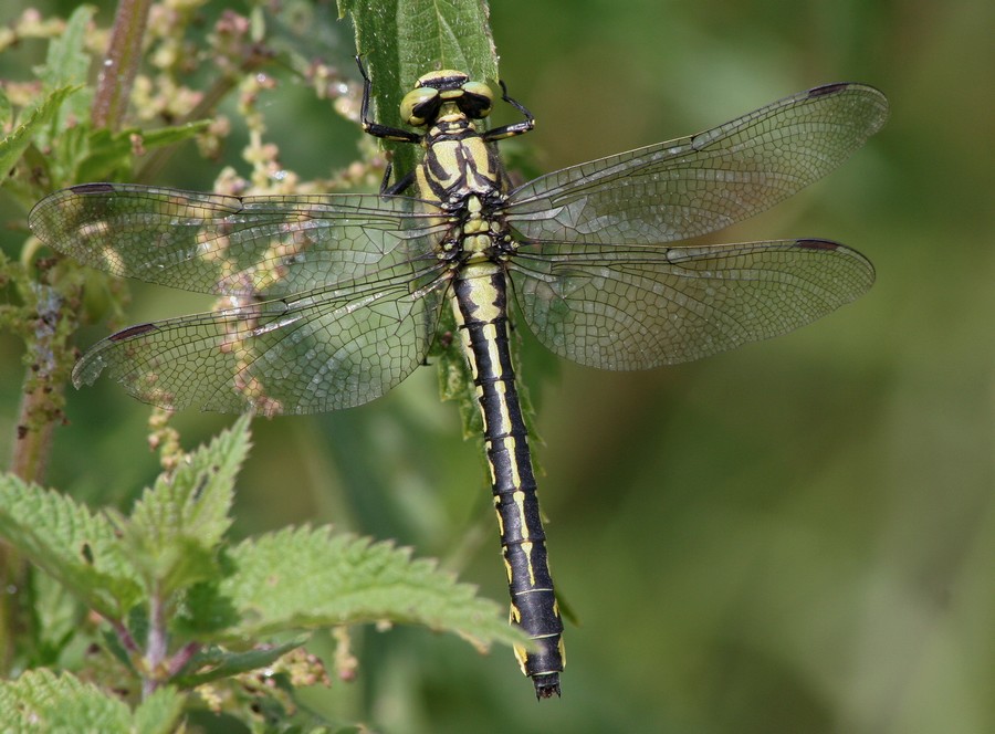 Gomphe vulgaire ( Gomphus vulgatissimus )