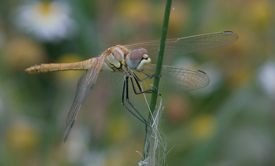 Sympetrum fonscolombii