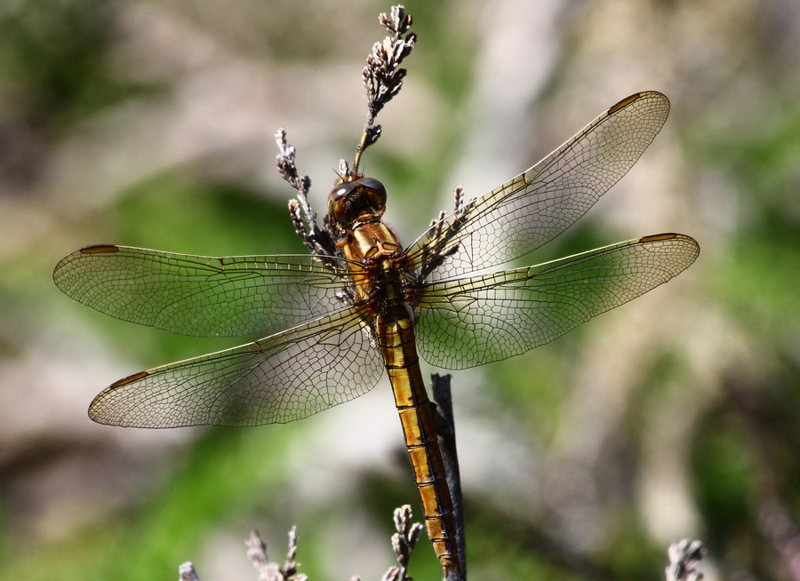 Cordulie bronze ( Cordulia aenea )