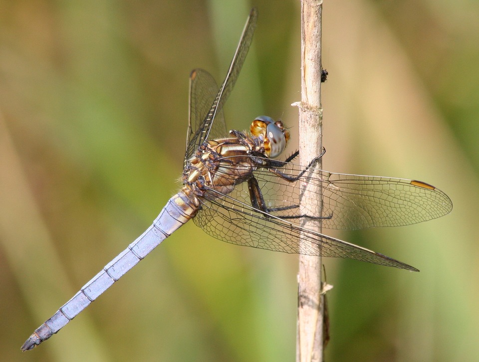 Orthtrum bleuissant (Orthetrum coerulescens)