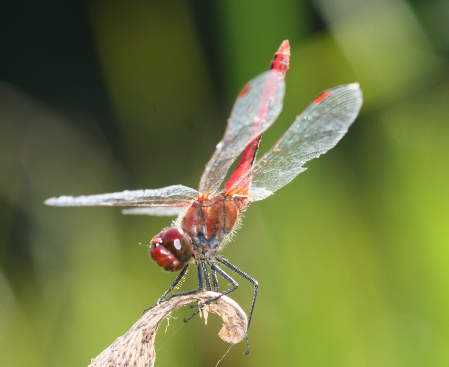 Symptrum rouge sang ( Sympetrum sanguineum )