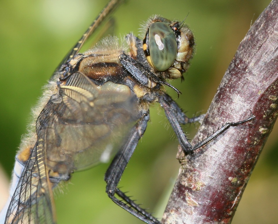 Orthtrum rticul ( Orthetrum cancelatum )