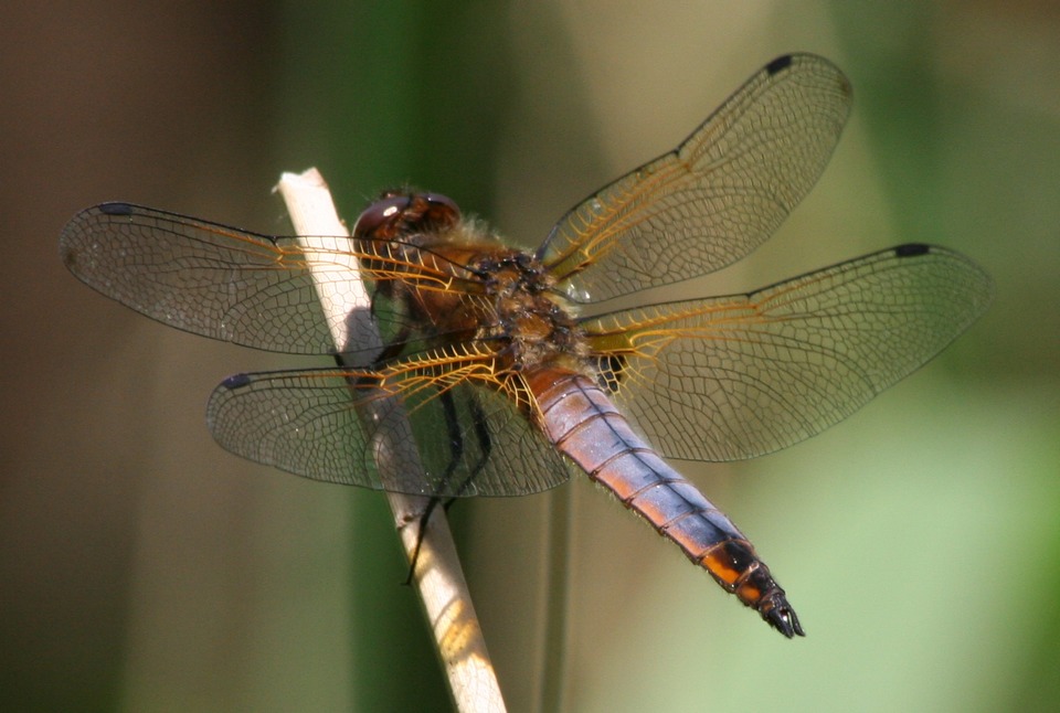 Libellule fauve ( Libellula fulva )