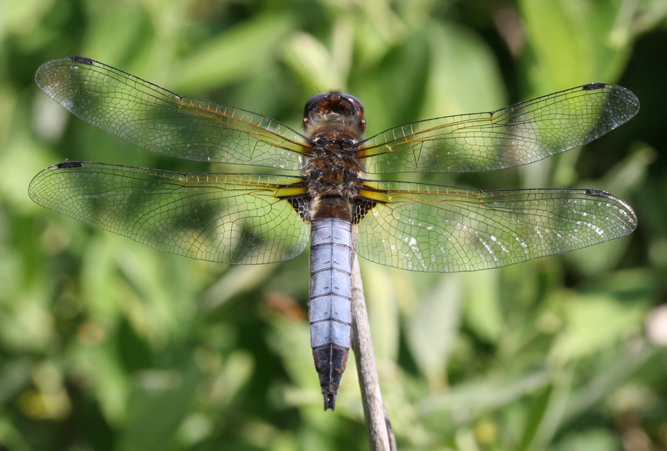 Libellule fauve ( Libellula fulva )