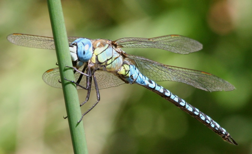 Aeschne affine ( Aeshna affinis )