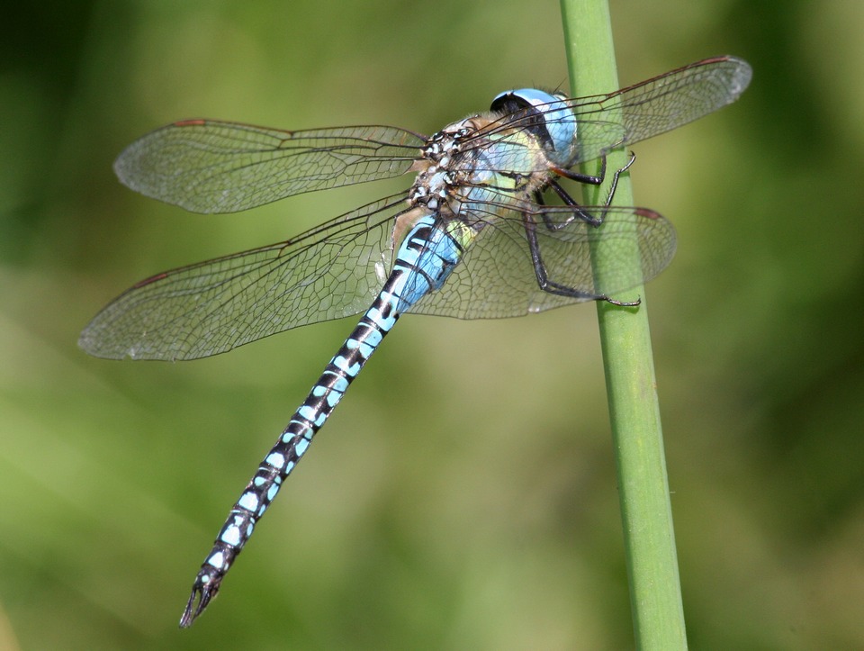 Aeschne affine ( Aeshna affinis )