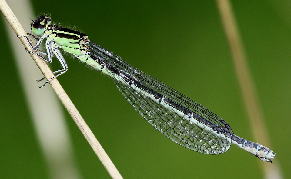 Agrion de Mercure ( Coenagrion mercurial )