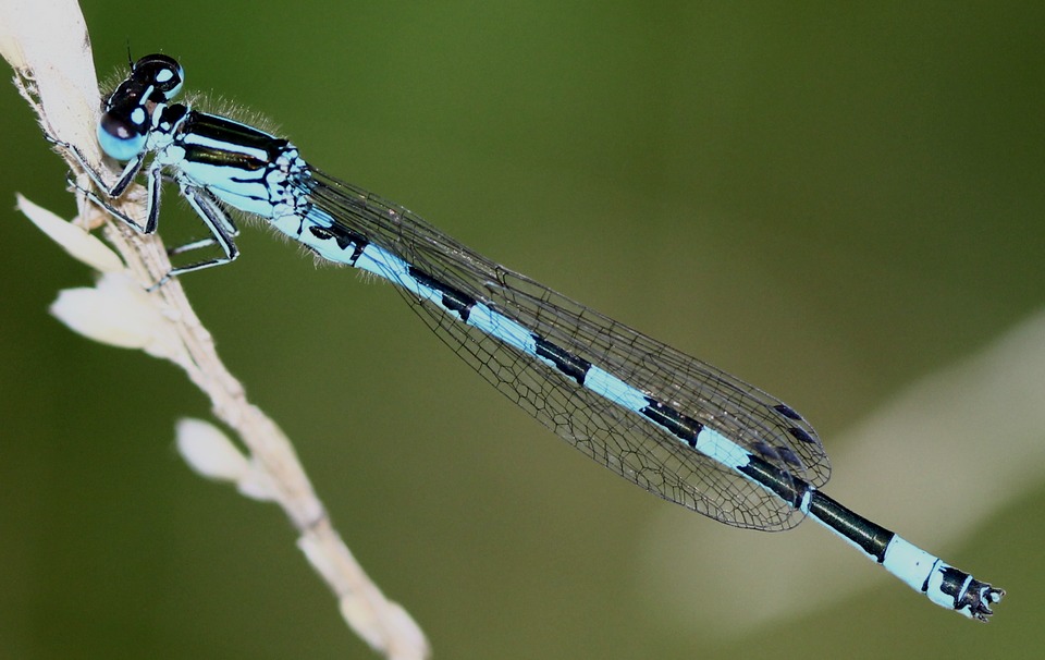 Agrion de Mercure ( Coenagrion mercurial )