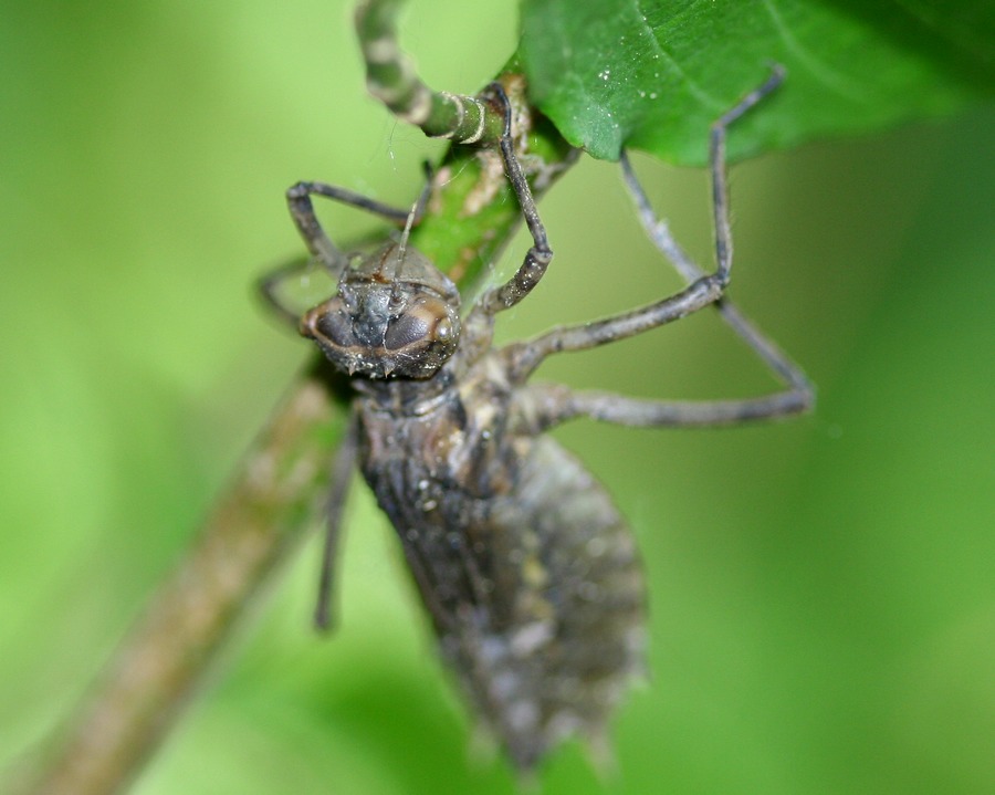 Cordulie  deux taches ( Epitheca bimaculata )