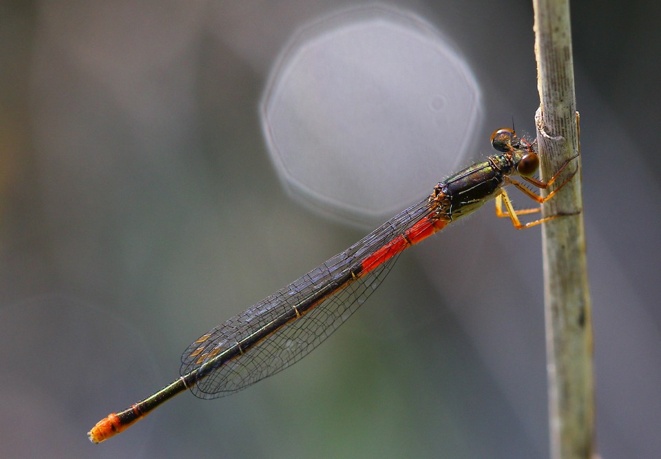 Agrion dlicat ( Ceriagrion tenellum )