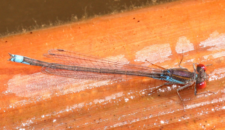 Naade au corps vert ( Erythromma viridulum )