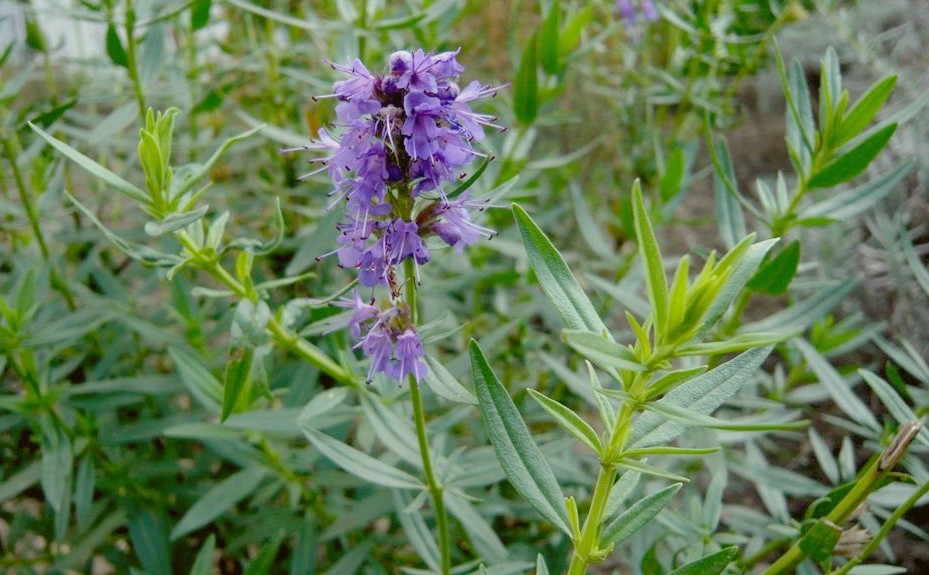 Hyssopus_officinalis.