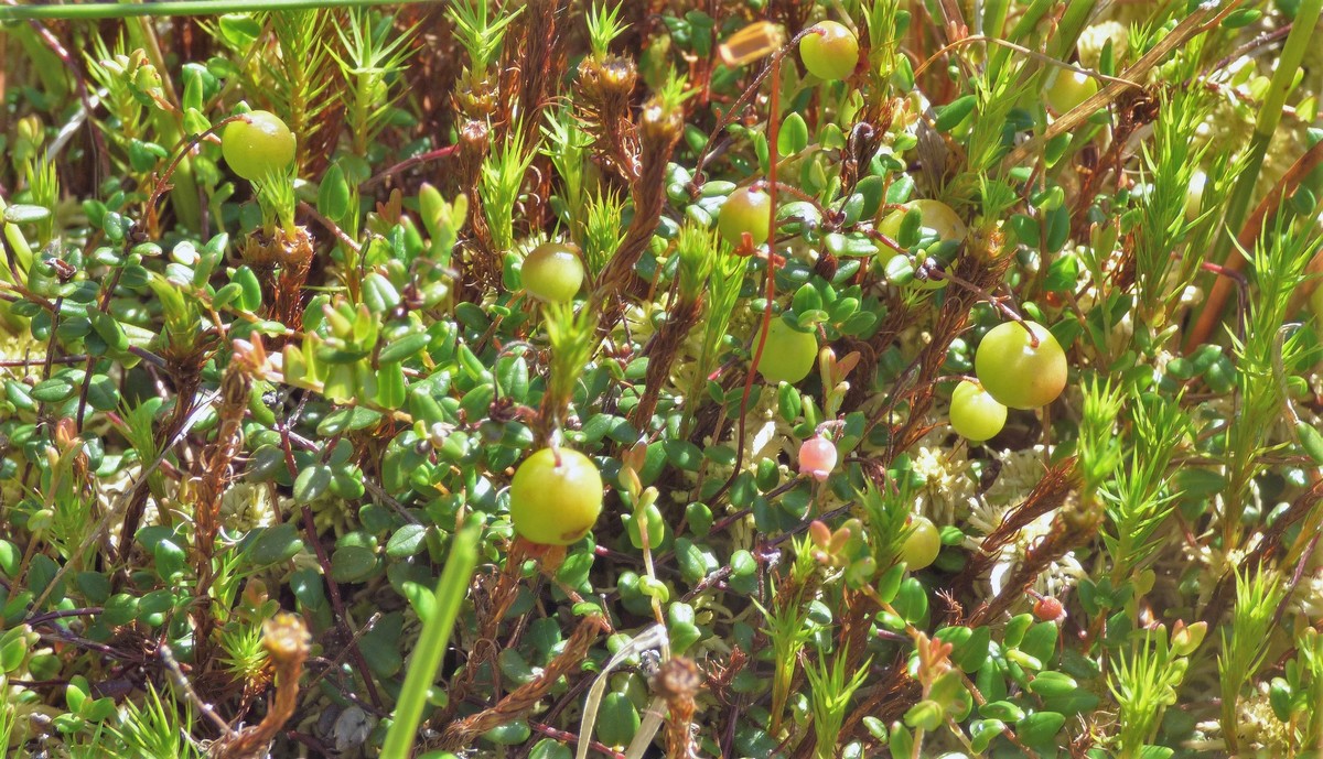 Vaccinium_oxycoccos_Canneberge